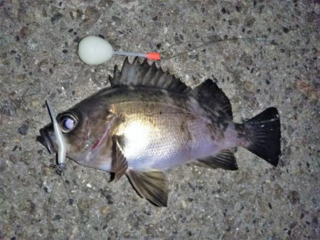 メバルの気持ちは分からない・・・